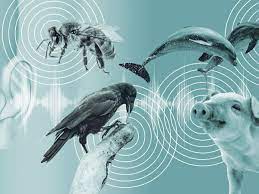هوش مصنوعی و یادگیری زبان حیوانات